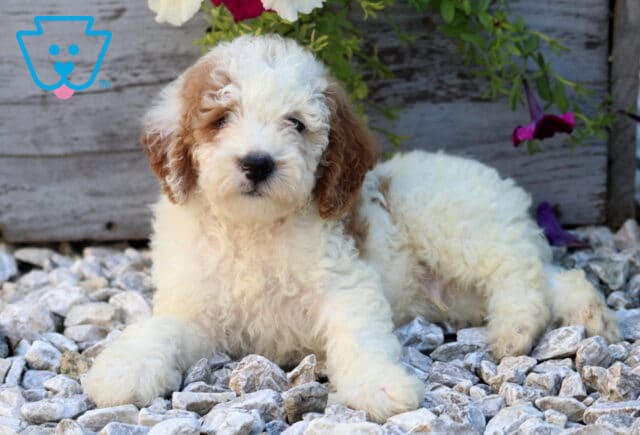 Wayne Mini Poodle2 image