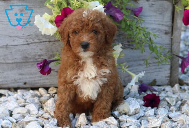 Wesley Mini Poodle image