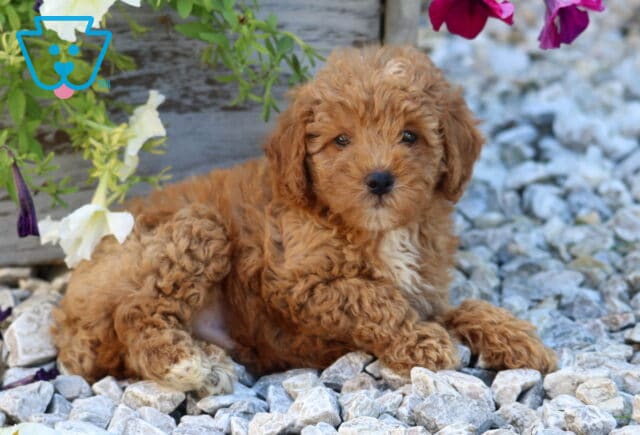 William Mini Poodle image