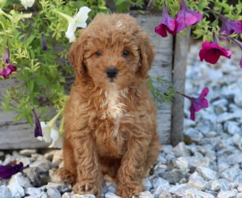 William Mini Poodle.2