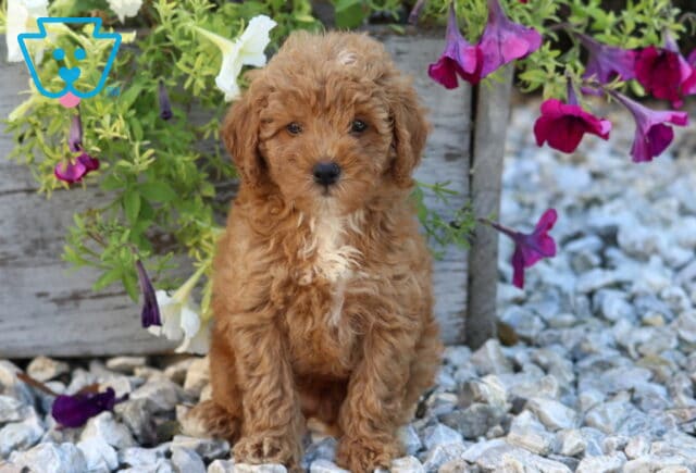 William Mini Poodle.2 image