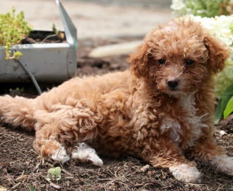 Curly apricot Mini Goldendoodle puppy lying on soil with white paws and chest, looking alert beside blooming hydrangeas.