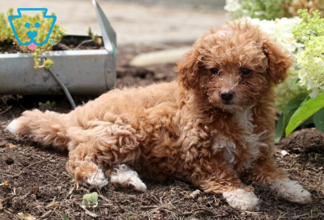 Curly apricot Mini Goldendoodle puppy lying on soil with white paws and chest, looking alert beside blooming hydrangeas. image