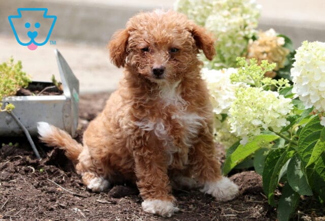 Fluffy apricot Mini Goldendoodle puppy with white chest and paws sitting on soil beside blooming white hydrangeas. image