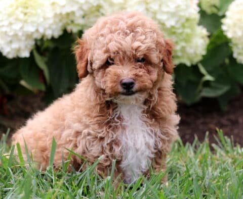 Curly-coated apricot Mini Goldendoodle puppy with a fluffy white chest sitting in green grass in front of blooming white hydrangeas.
