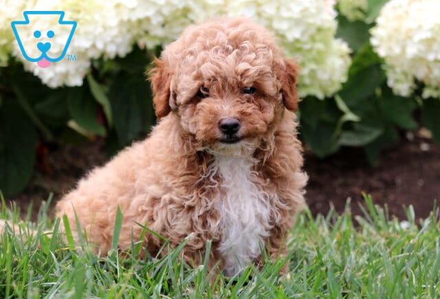 Curly-coated apricot Mini Goldendoodle puppy with a fluffy white chest sitting in green grass in front of blooming white hydrangeas. image