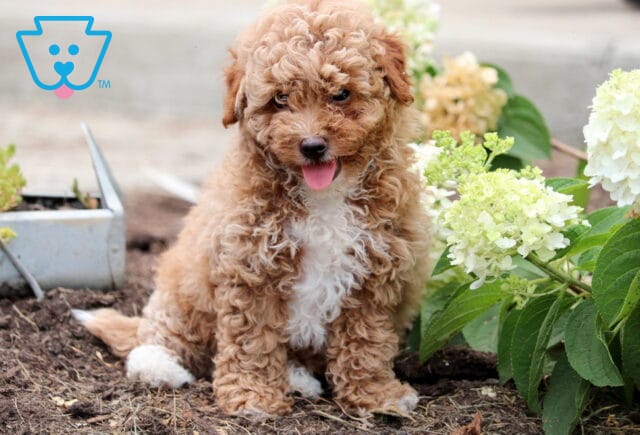 Fluffy apricot Mini Goldendoodle puppy with a curly coat and white chest sitting in garden soil beside white hydrangeas, tongue playfully sticking out. image