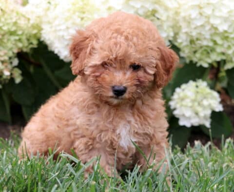 Adorable apricot Mini Goldendoodle puppy sitting in lush green grass with white hydrangeas in the background.