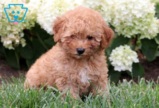 Adorable apricot Mini Goldendoodle puppy sitting in lush green grass with white hydrangeas in the background. image