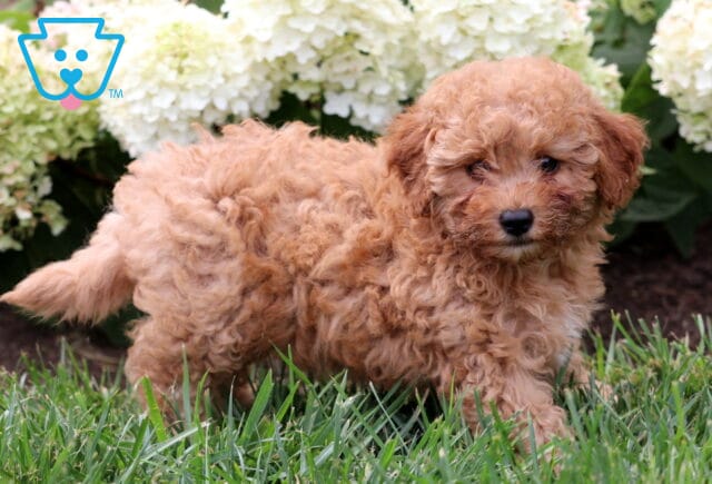 Fluffy apricot Mini Goldendoodle puppy standing in green grass with white hydrangeas in the background. image