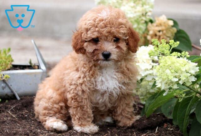Adorable apricot Mini Goldendoodle puppy with a fluffy curly coat and white chest sitting in garden soil next to blooming white hydrangeas. image