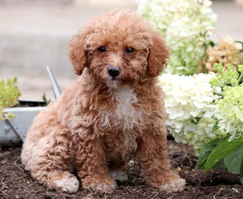Fluffy apricot Mini Goldendoodle puppy sitting on soil beside blooming white hydrangeas, gazing sweetly at the camera.