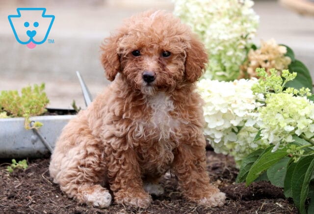Fluffy apricot Mini Goldendoodle puppy sitting on soil beside blooming white hydrangeas, gazing sweetly at the camera. image