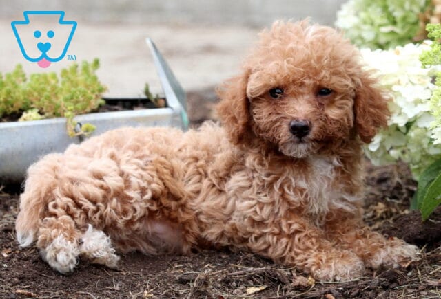 Cute apricot Mini Goldendoodle puppy lying on soil beside white hydrangeas, looking at the camera with a curious expression. image