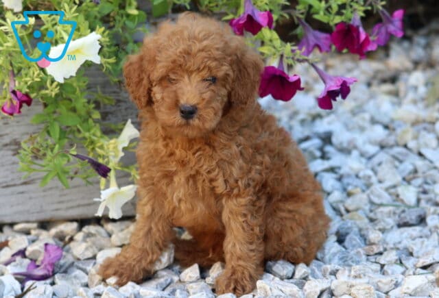 Wyatt Mini Poodle image