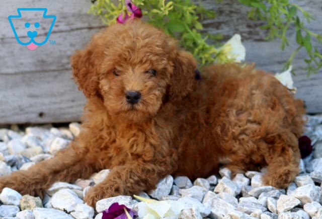 Wyatt Mini Poodle2 image