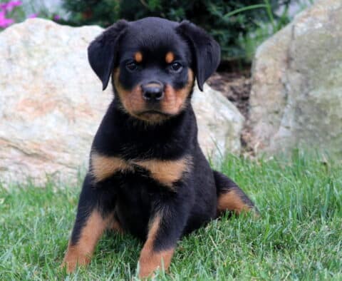Rottweiler puppy sitting on green grass in front of rocks, looking forward with a bold expression.