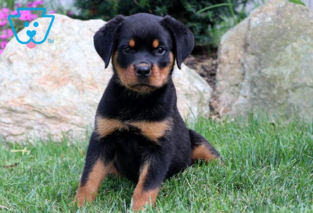 Rottweiler puppy sitting on green grass in front of rocks, looking forward with a bold expression. image