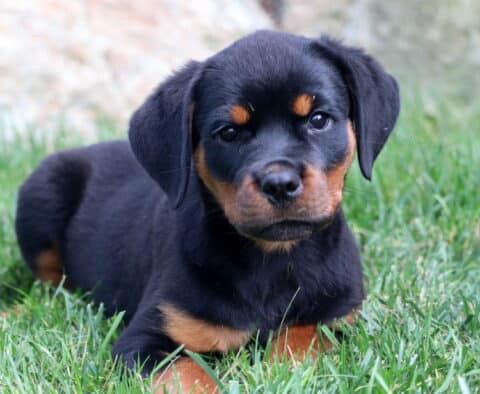 Rottweiler puppy laying in the grass with its head slightly tilted, showing tan markings above its eyes and on its paws.
