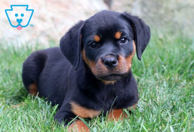 Rottweiler puppy laying in the grass with its head slightly tilted, showing tan markings above its eyes and on its paws. image