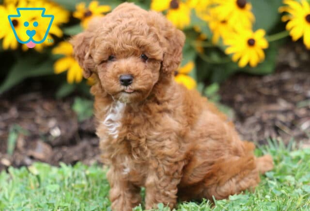Curly red Toy Poodle puppy with a white chest patch sitting on green grass in front of vibrant yellow flowers, looking sweetly at the camera. image