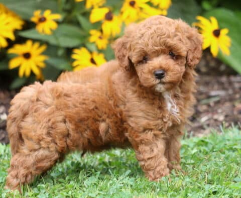 Ziggy Toy Poodle2