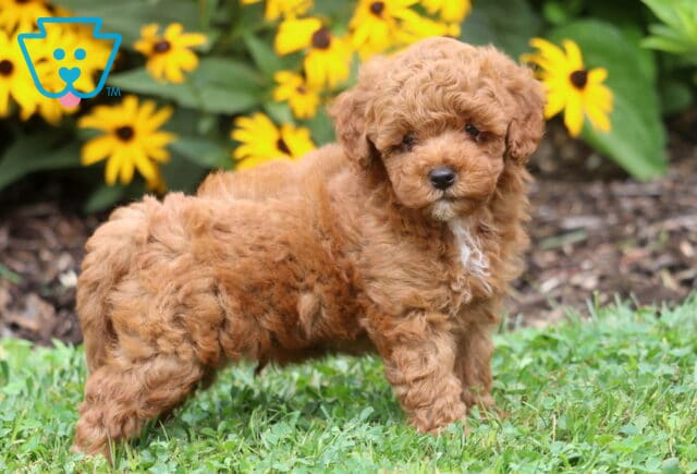 Adorable red Toy Poodle puppy with curly fur and a white chest patch standing confidently on green grass with bright yellow flowers blooming in the background. image
