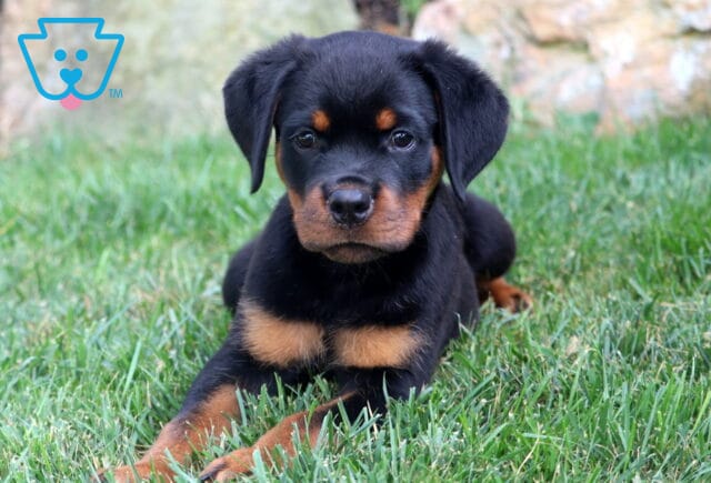 Rottweiler puppy laying on green grass with its front paws stretched forward, gazing directly at the camera. image