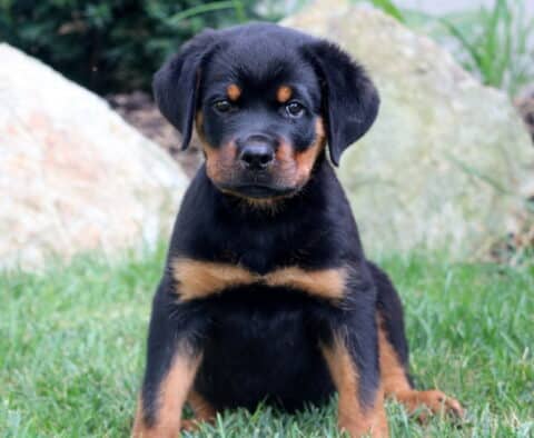 Rottweiler puppy sitting on green grass in front of rocks, showing defined tan chest markings and a serious gaze.
