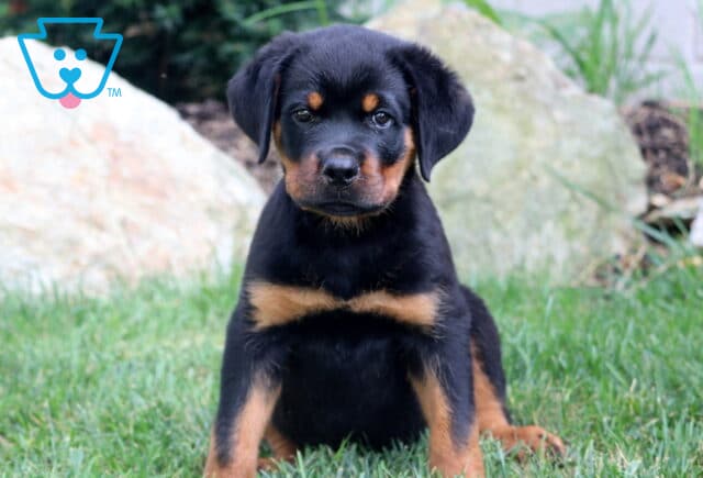 Rottweiler puppy sitting on green grass in front of rocks, showing defined tan chest markings and a serious gaze. image