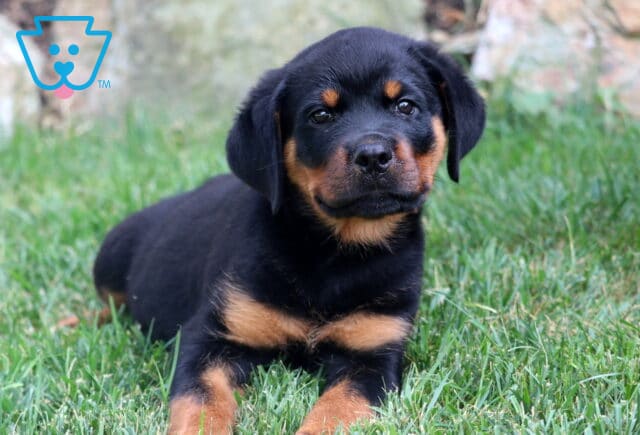 Rottweiler puppy lying in the grass with a gentle face and classic black-and-tan markings on its chest and paws. image