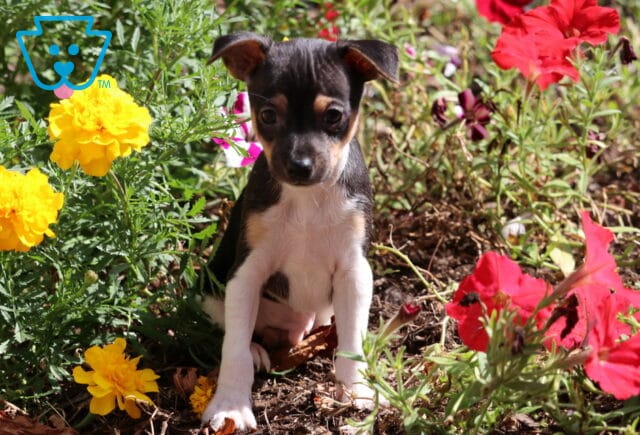 Sweet Fox Terrier puppy with black, white, and tan markings sitting in a garden bed among bright yellow and red flowers. image