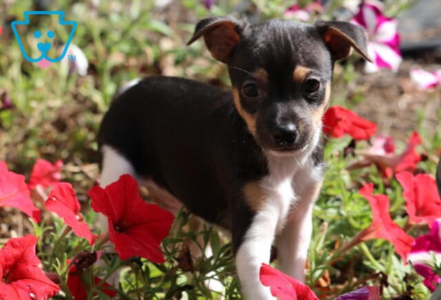 Adorable Fox Terrier puppy with black, white, and tan coat standing among bright red flowers in the garden. image