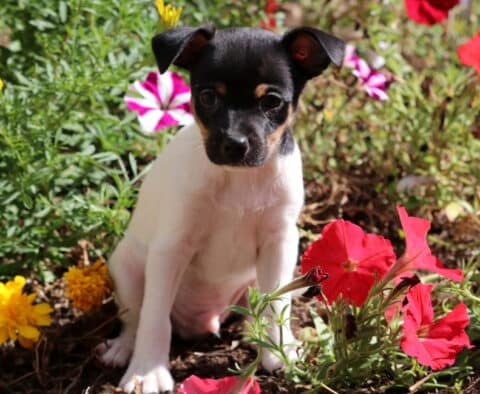 Alex Fox Terrier