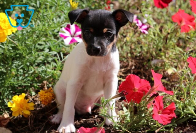 Adorable Fox Terrier puppy with a black and tan face and white body sitting among red and yellow flowers in the garden. image