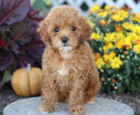 Tiny Toy Poodle puppy with curly apricot fur sitting outdoors in front of yellow flowers and a small pumpkin.