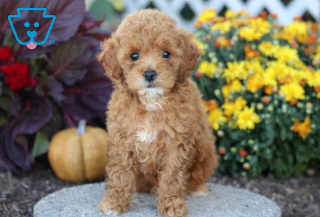 Tiny Toy Poodle puppy with curly apricot fur sitting outdoors in front of yellow flowers and a small pumpkin. image