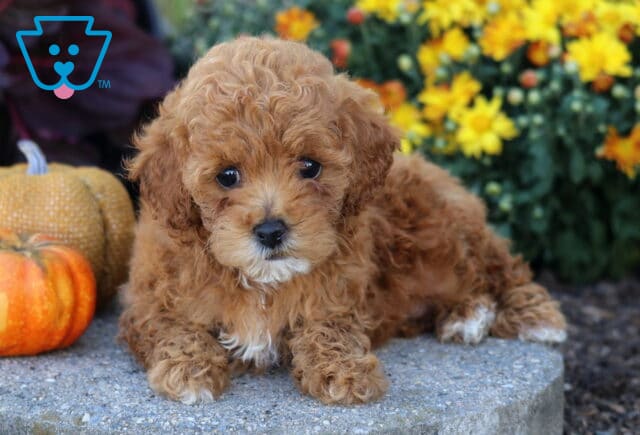 Sweet Toy Poodle puppy with curly apricot fur lying down on a stone surface beside pumpkins and bright yellow flowers. image
