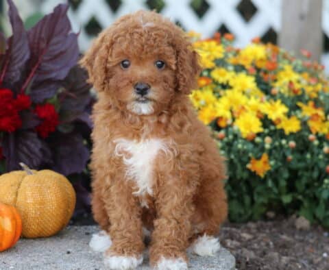 Curly apricot Toy Poodle puppy with a white chest patch sitting between pumpkins and colorful fall flowers.