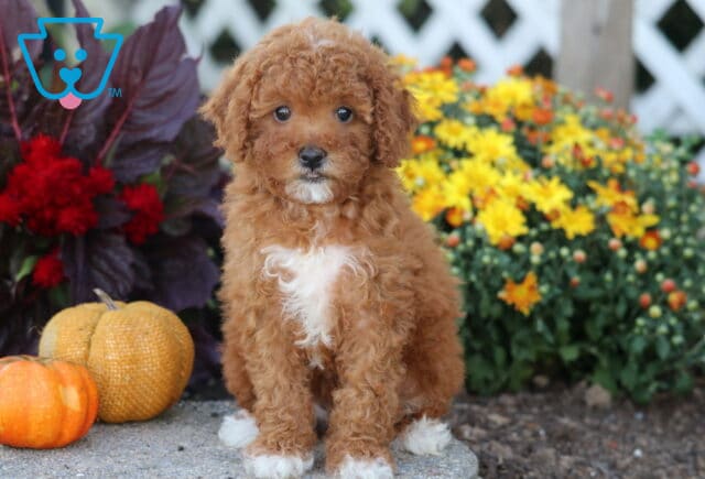 Curly apricot Toy Poodle puppy with a white chest patch sitting between pumpkins and colorful fall flowers. image