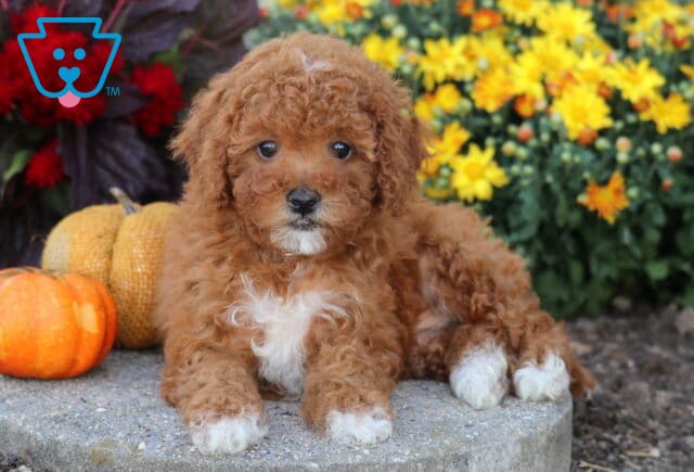 Toy Poodle puppy with fluffy apricot curls and a white chest patch lying down near pumpkins and yellow flowers. image