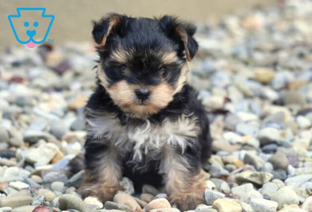 Adorable Yorkiepoo puppy with fluffy black and tan fur sitting on a bed of smooth pebbles, looking straight at the camera with a curious little face. image