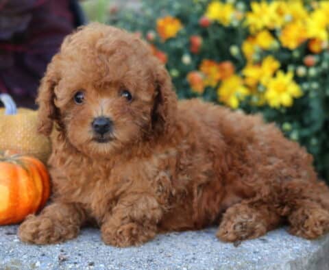 Curly apricot Toy Poodle puppy lying beside pumpkins with bright yellow flowers blooming in the background.