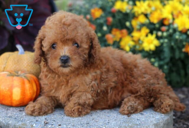 Curly apricot Toy Poodle puppy lying beside pumpkins with bright yellow flowers blooming in the background. image