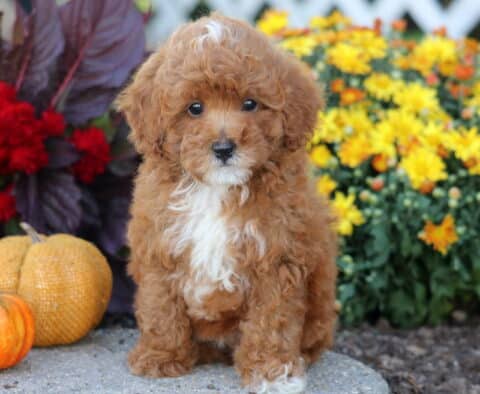 Fluffy Toy Poodle puppy with apricot curls, a white chest, and a small white blaze on the forehead sitting beside pumpkins and colorful flowers.
