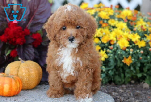 Fluffy Toy Poodle puppy with apricot curls, a white chest, and a small white blaze on the forehead sitting beside pumpkins and colorful flowers. image