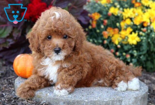 Apricot Toy Poodle puppy with a curly coat, white chest, and tiny blaze relaxing on a stone ledge beside a pumpkin and yellow flowers. image
