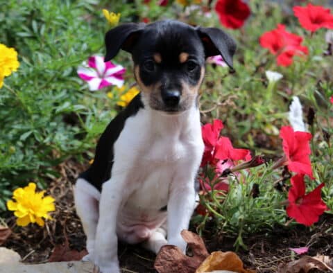 Austin Fox Terrier