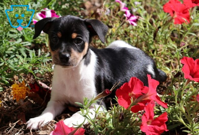 Sweet Fox Terrier puppy with black and white fur and tan markings lying in a flower bed surrounded by bright red and yellow blossoms. image