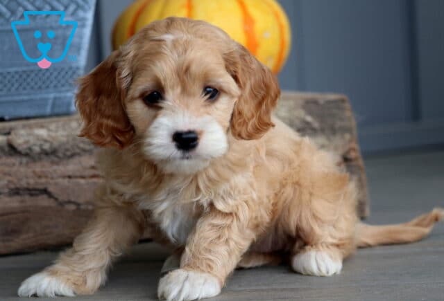 Cream and apricot Cockapoo puppy with fluffy curls and white paws sitting in front of a rustic log and pumpkin, looking sweet and playful. image
